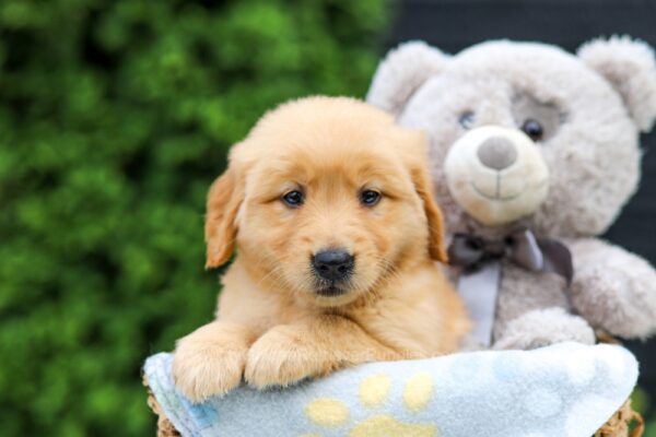 Image of Heidi, a Golden Retriever puppy