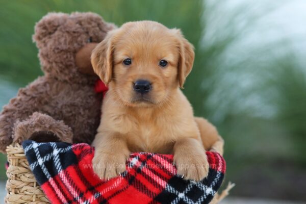 Image of Hero, a Golden Retriever puppy