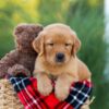 Image of Houston, a Golden Retriever puppy