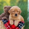 Image of Houston, a Golden Retriever puppy