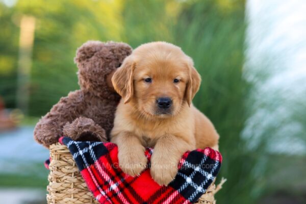 Image of Houston, a Golden Retriever puppy