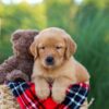 Image of Houston, a Golden Retriever puppy