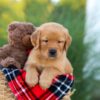 Image of Houston, a Golden Retriever puppy