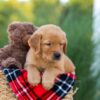 Image of Houston, a Golden Retriever puppy