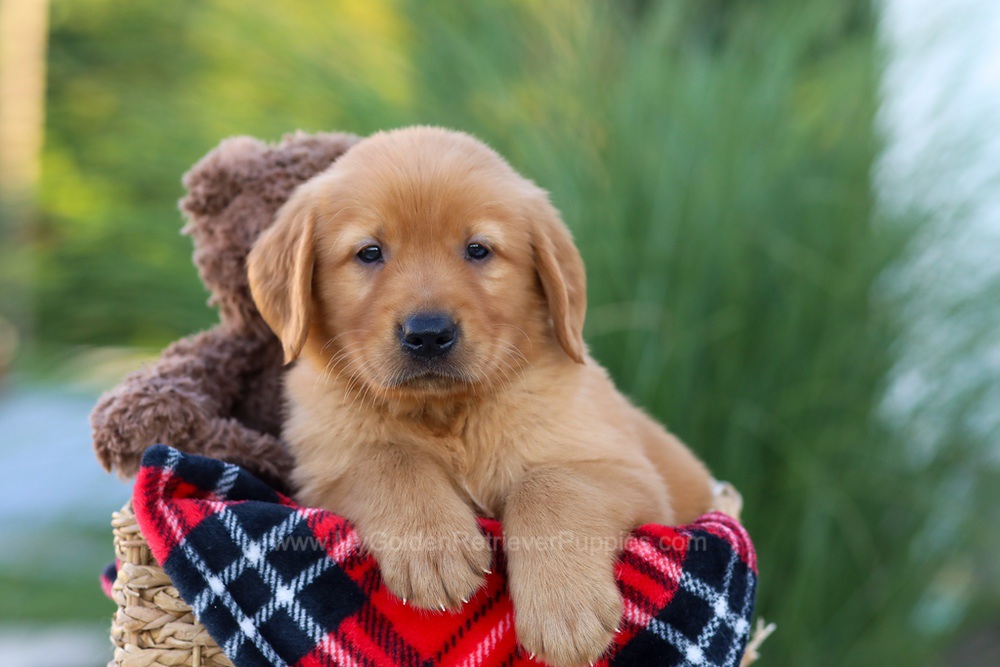 super cute goldie pup