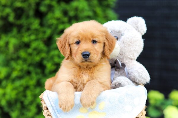 Image of Hugo, a Golden Retriever puppy