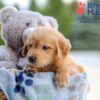 Image of Ian, a Golden Retriever puppy