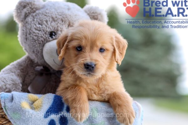 Image of Ian, a Golden Retriever puppy