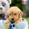 Image of Igloo, a Golden Retriever puppy