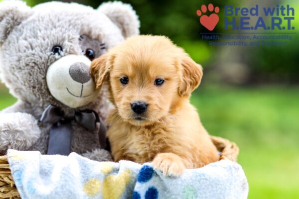 Image of Igloo, a Golden Retriever puppy