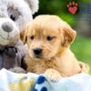 Image of Igloo, a Golden Retriever puppy