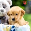 Image of Igloo, a Golden Retriever puppy