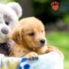 Image of Igloo, a Golden Retriever puppy