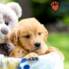 Image of Igloo, a Golden Retriever puppy