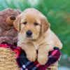 Image of India (trained), a Golden Retriever puppy