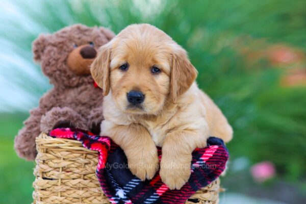 Image of India (trained), a Golden Retriever puppy