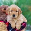 Image of India (trained), a Golden Retriever puppy