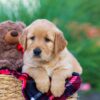 Image of India (trained), a Golden Retriever puppy