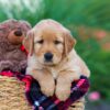 Image of India (trained), a Golden Retriever puppy