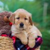 Image of India (trained), a Golden Retriever puppy