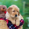 Image of India (trained), a Golden Retriever puppy