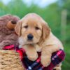 Image of India (trained), a Golden Retriever puppy