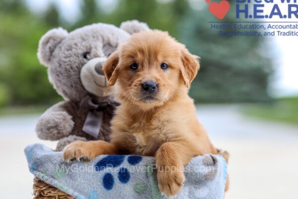 Image of Iris, a Golden Retriever puppy