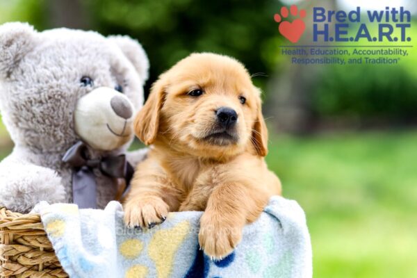 Image of Italy, a Golden Retriever puppy