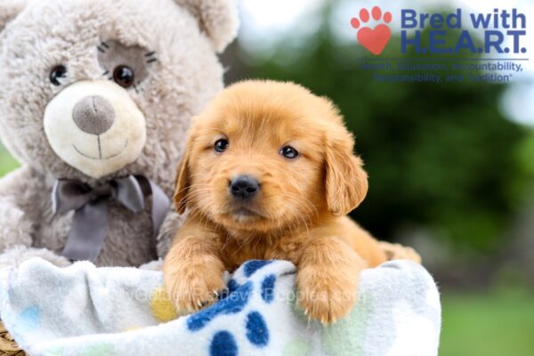 Image of Ivory, a Golden Retriever puppy