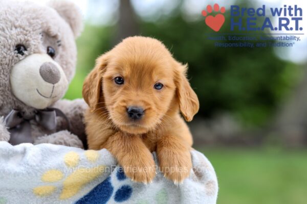 Image of Ivy, a Golden Retriever puppy