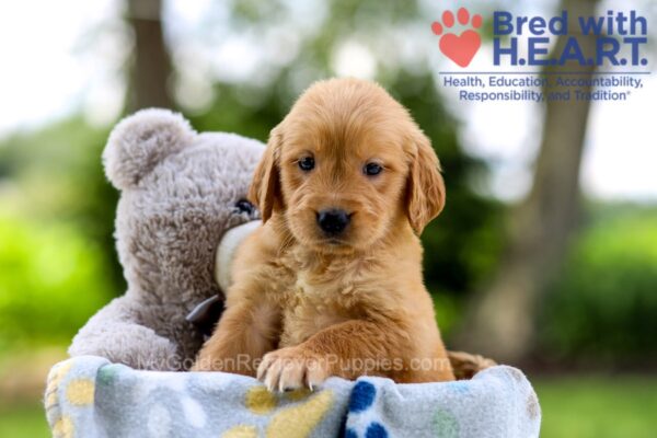 Image of Izzy, a Golden Retriever puppy