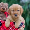 Image of Jaxon, a Golden Retriever puppy