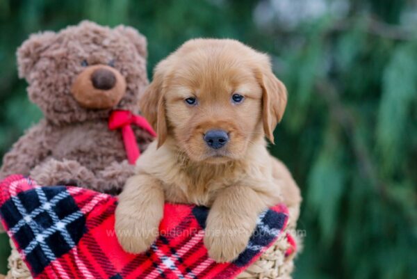 Image of Jaxon, a Golden Retriever puppy