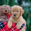 Image of Jaxon, a Golden Retriever puppy