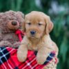 Image of Jaxon, a Golden Retriever puppy