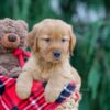 Image of Jaxon, a Golden Retriever puppy