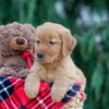 Image of Jaxon, a Golden Retriever puppy