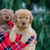 Image of Jaxon, a Golden Retriever puppy