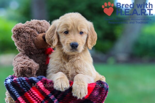 Image of Kane, a Golden Retriever puppy