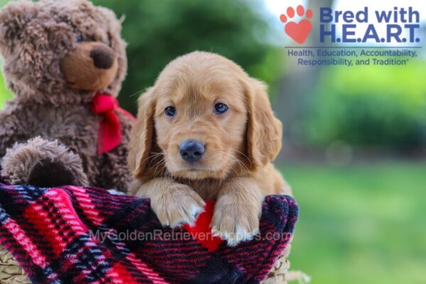 Image of Kate, a Golden Retriever puppy