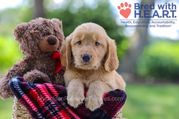 Image of Kennedy, a Golden Retriever puppy