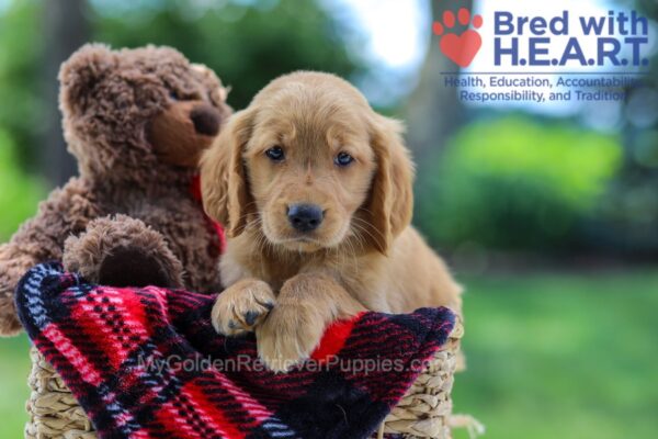 Image of Kiki, a Golden Retriever puppy