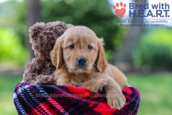 Image of King, a Golden Retriever puppy