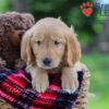 Image of Kirk, a Golden Retriever puppy