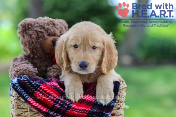 Image of Kirk, a Golden Retriever puppy