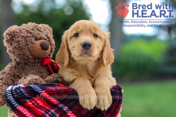 Image of Knox, a Golden Retriever puppy