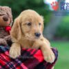 Image of Knox, a Golden Retriever puppy