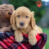 Image of Knox, a Golden Retriever puppy