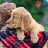 Image of Knox, a Golden Retriever puppy