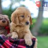 Image of Koby, a Golden Retriever puppy